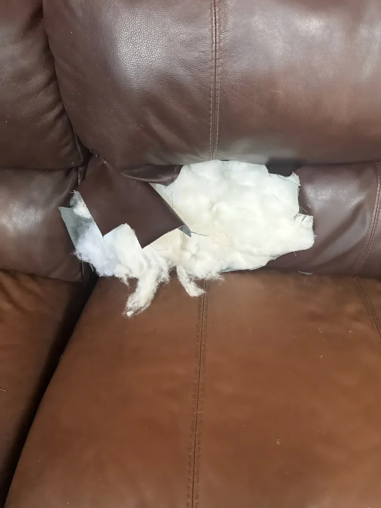 Severe dog damage on leather cushion with torn hole and exposed filling